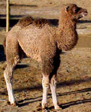 camel.jpg